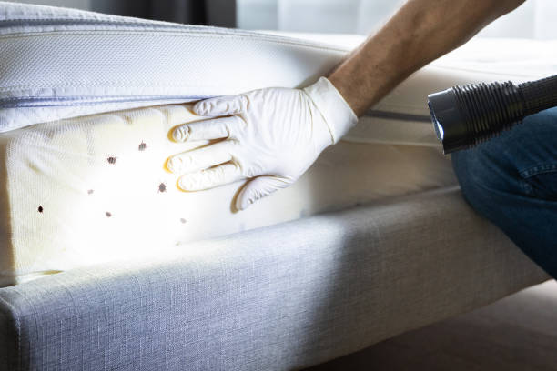 Best Bed Bug Extermination  in Lamont, MI
