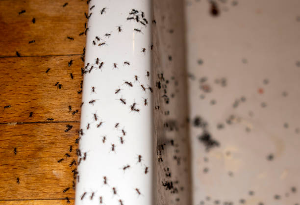 Best Wasp Removal Services  in Lamont, MI